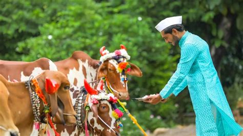 tanha pola nandi images|Bendur/Bail Pola: Date, Significance, Gratitude To  .